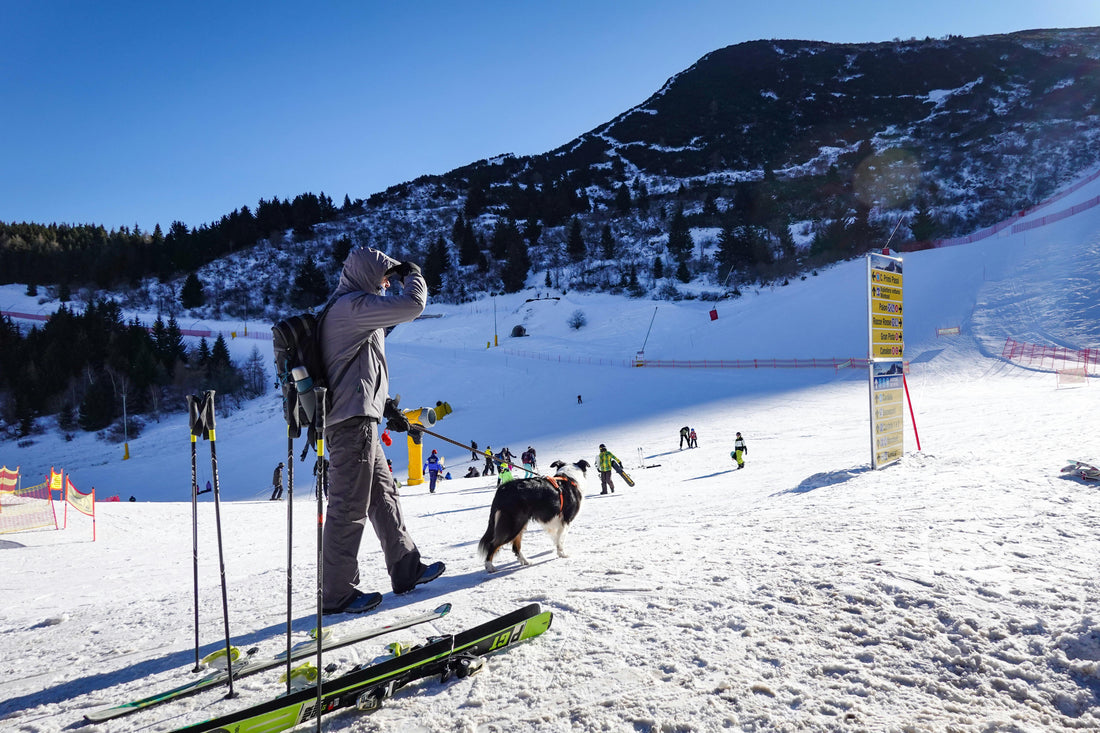 Skiurlaub mit Hund – Das solltest du beachten